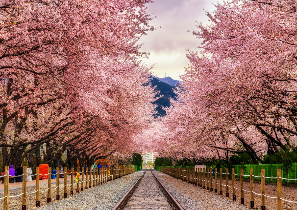 Ảnh: Du lịch Hàn Quốc