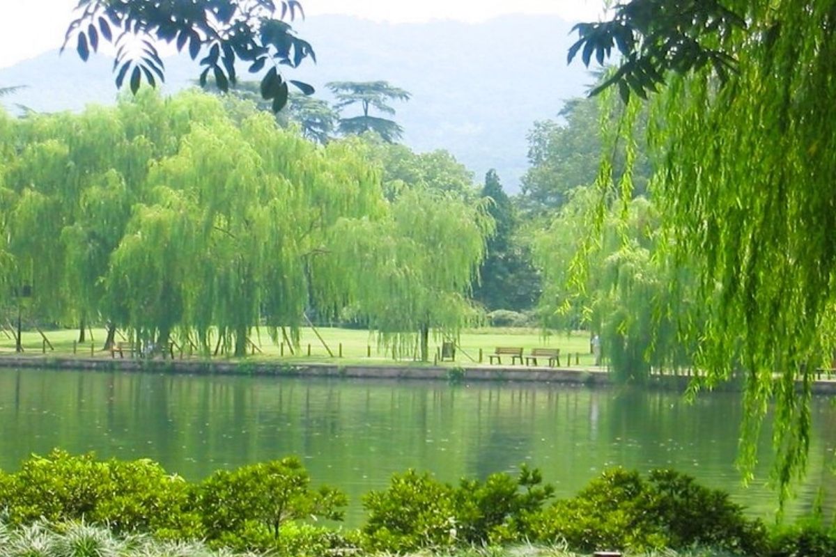 Vẻ đẹp xanh mộng Tây Hồ vào mùa thu